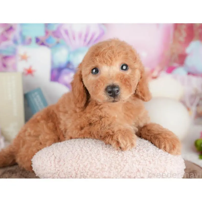 販売中の千葉県のトイプードル-451282の11枚目