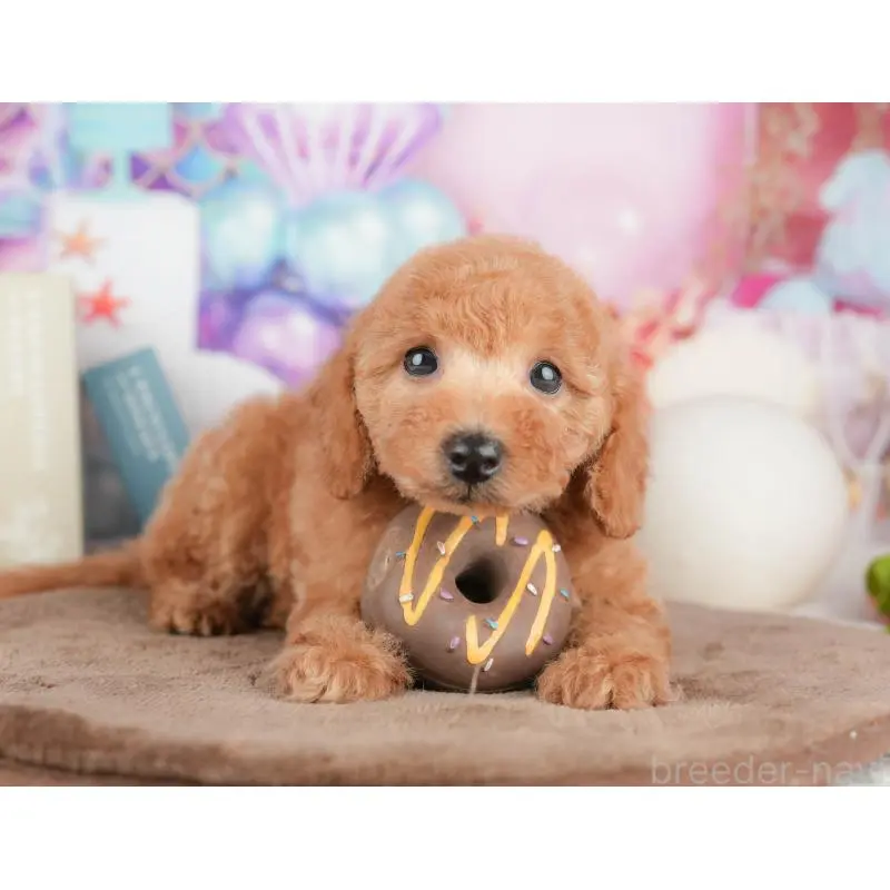 販売中の千葉県のトイプードル-451282の10枚目