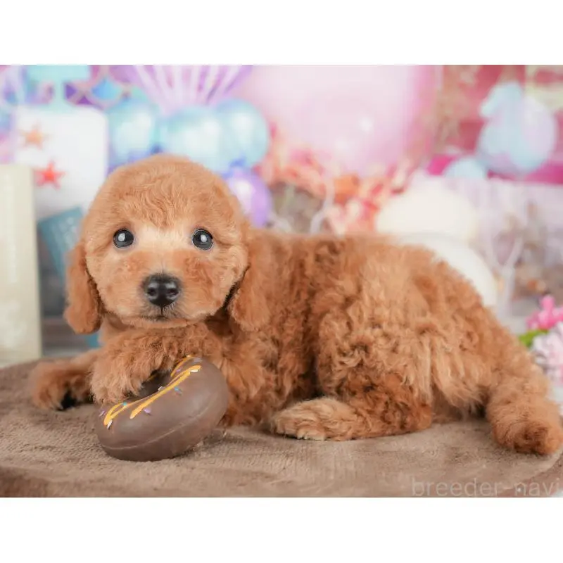 販売中の千葉県のトイプードル-451282の9枚目