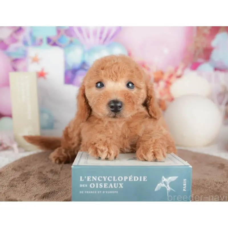 販売中の千葉県のトイプードル-451282の8枚目