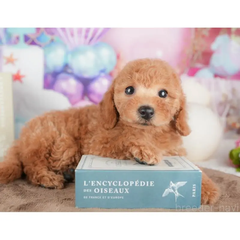 販売中の千葉県のトイプードル-451282の7枚目