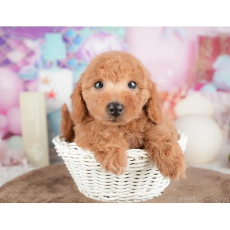 販売中の千葉県のトイプードル-451282の6枚目