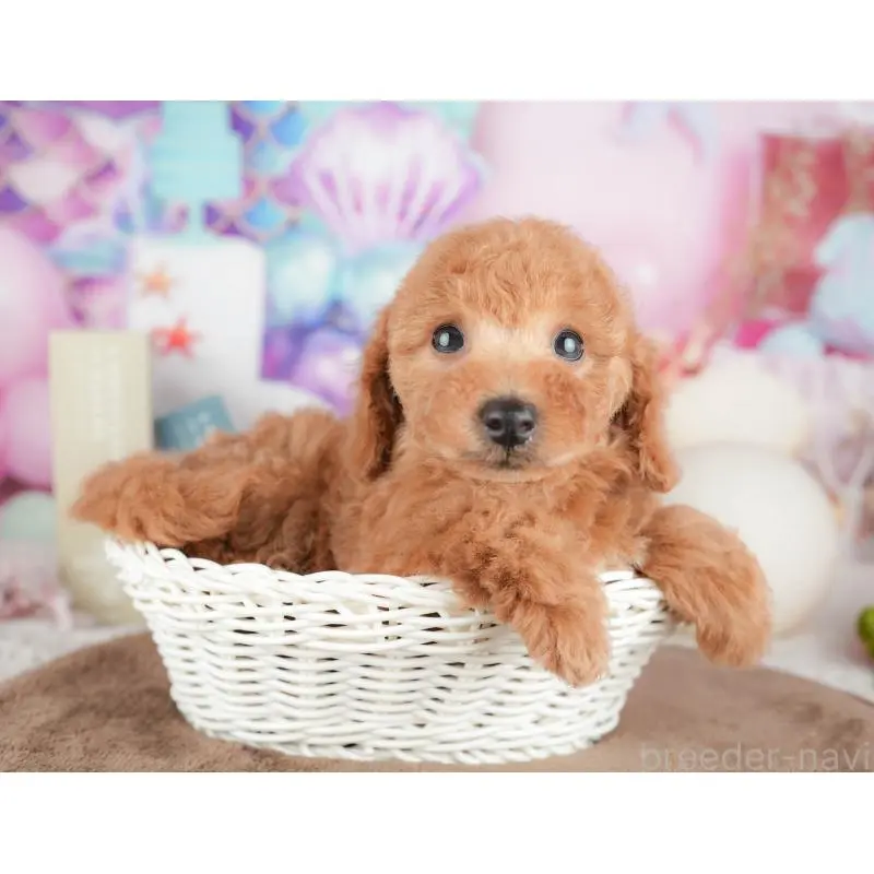 販売中の千葉県のトイプードル-451282の5枚目