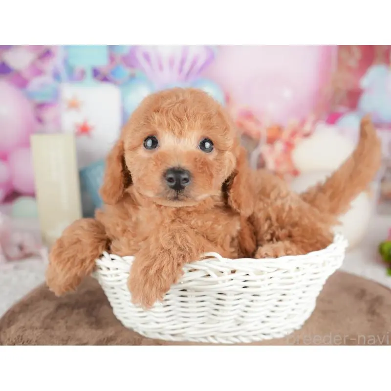 販売中の千葉県のトイプードル-451282の4枚目