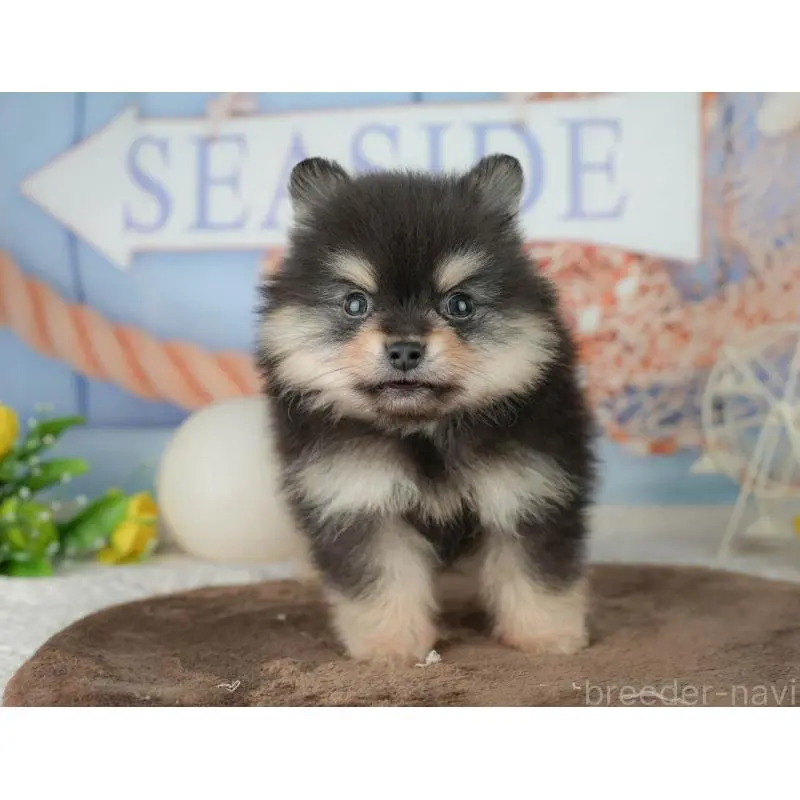 販売中の千葉県のポメラニアン-451281