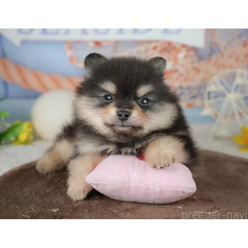 販売中の千葉県のポメラニアン-451281の11枚目