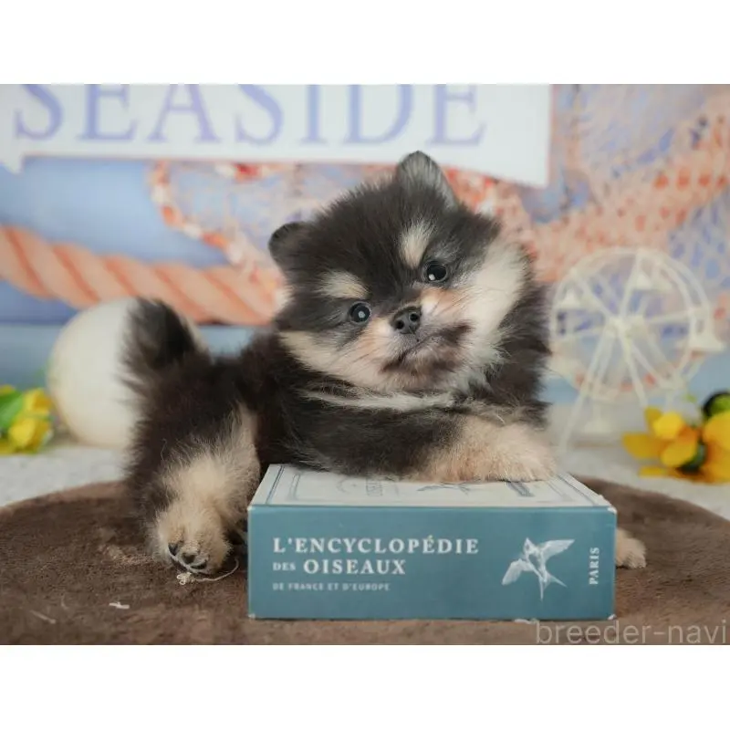 販売中の千葉県のポメラニアン-451281の10枚目