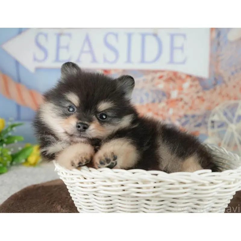 販売中の千葉県のポメラニアン-451281の8枚目