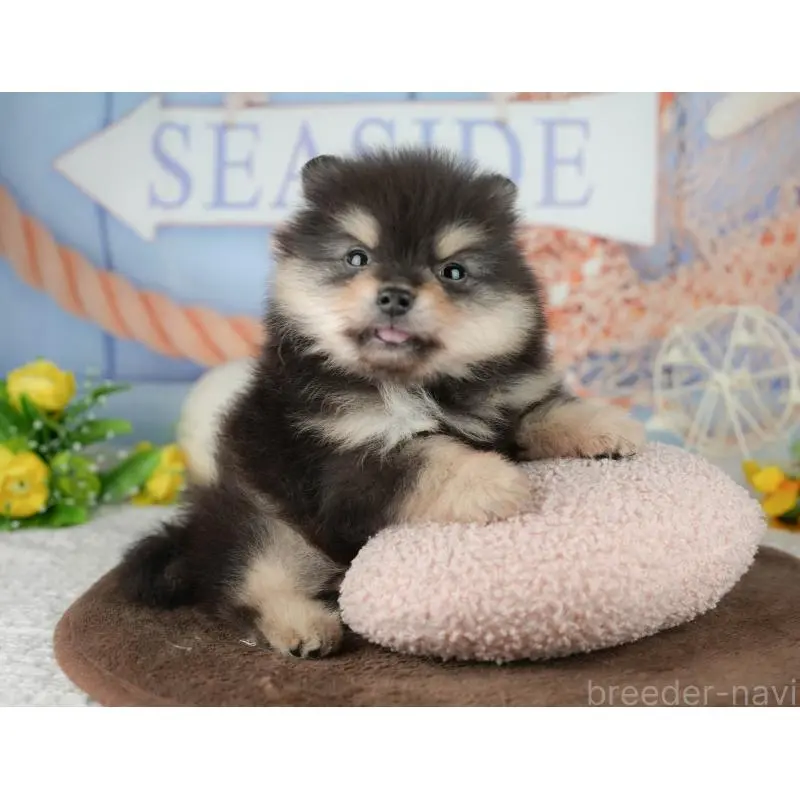 販売中の千葉県のポメラニアン-451281の6枚目