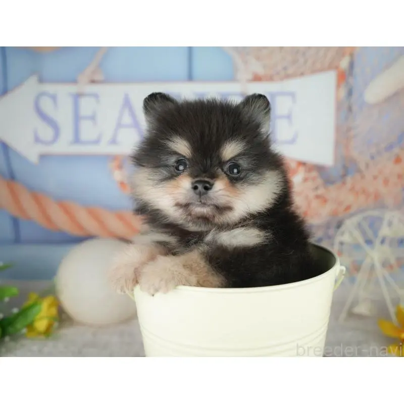 販売中の千葉県のポメラニアン-451281の5枚目