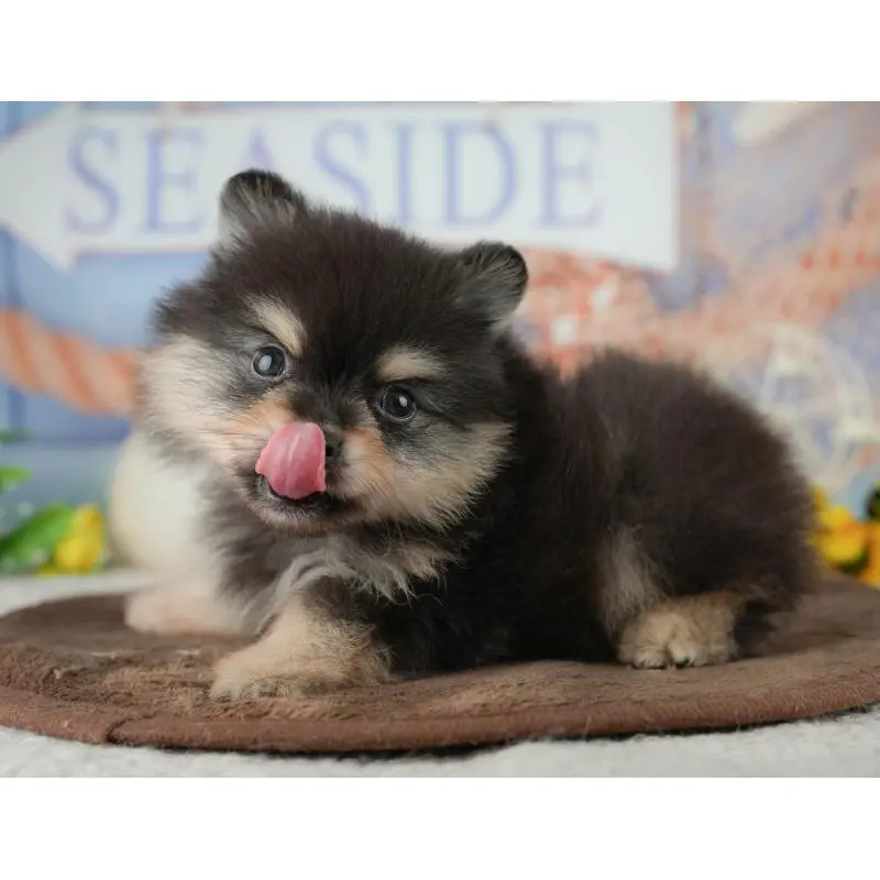 販売中の千葉県のポメラニアン-451281の4枚目