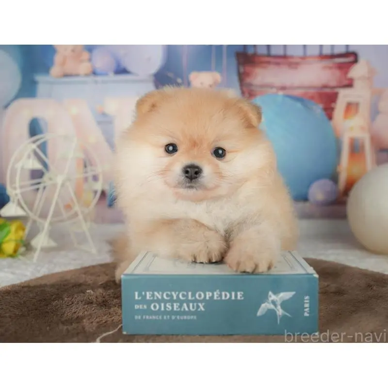 販売中の千葉県のポメラニアン-451277