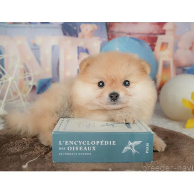 販売中の千葉県のポメラニアン-451277の12枚目