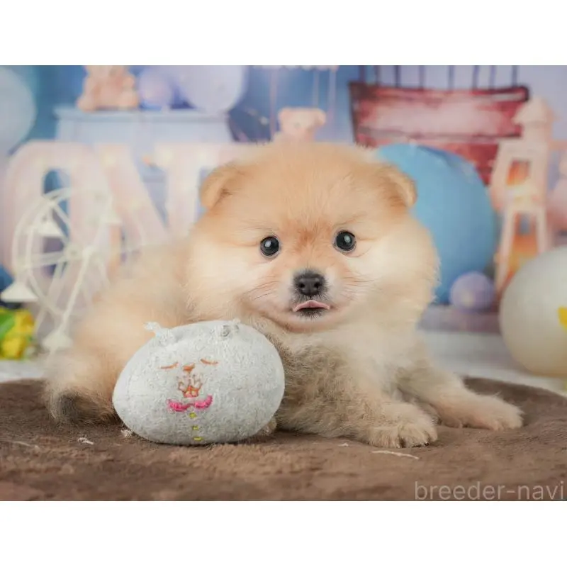 販売中の千葉県のポメラニアン-451277の10枚目