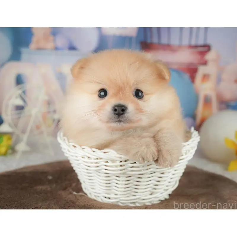 販売中の千葉県のポメラニアン-451277の9枚目