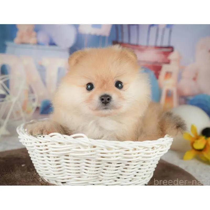 販売中の千葉県のポメラニアン-451277の8枚目