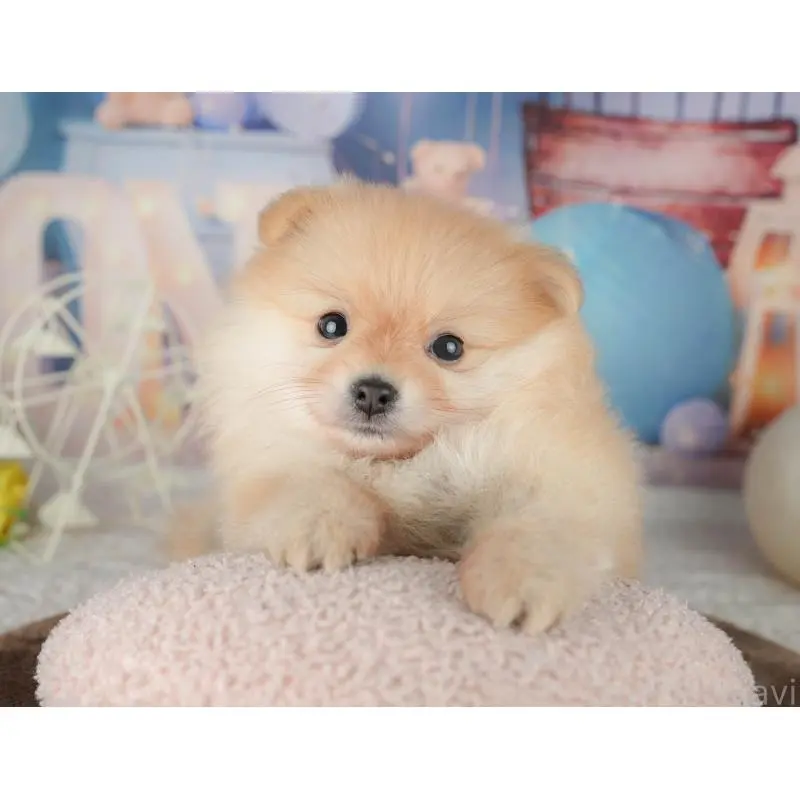 販売中の千葉県のポメラニアン-451277の7枚目