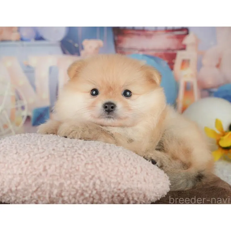 販売中の千葉県のポメラニアン-451277の6枚目