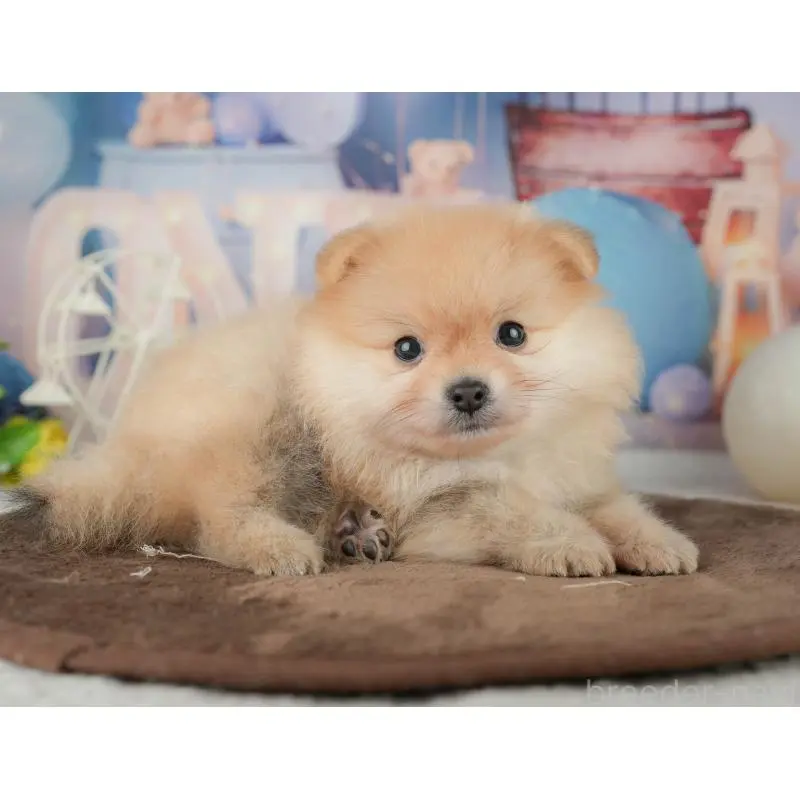 販売中の千葉県のポメラニアン-451277の4枚目