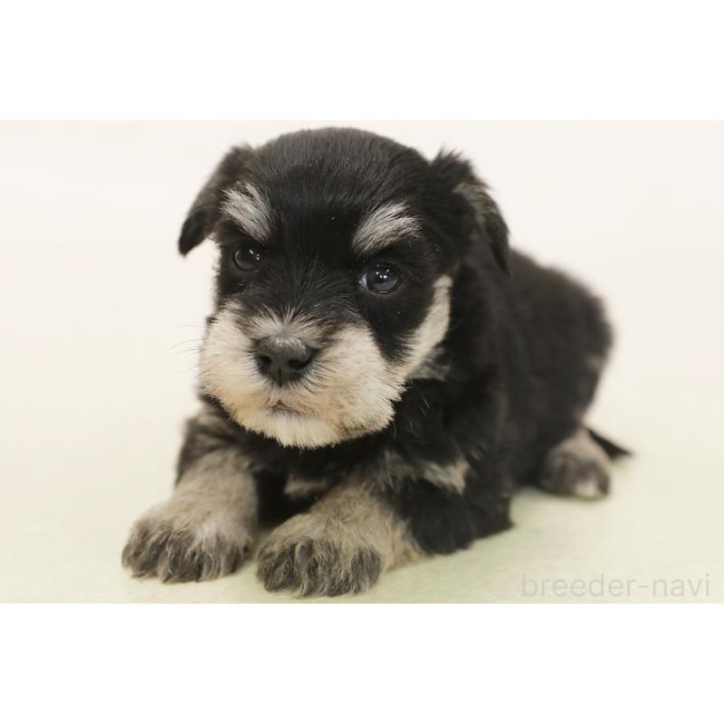 販売中の神奈川県のマルシュナ:マルチーズ×ミニチュアシュナウザー-449357