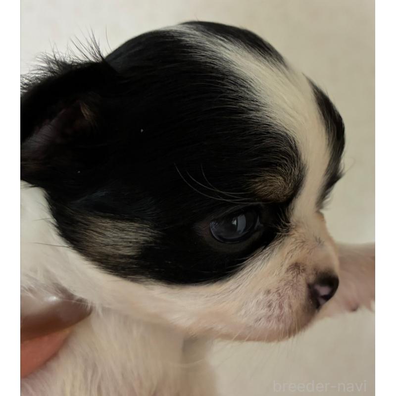 販売中の愛媛県のチワワ(ロングコート)-448074の3枚目