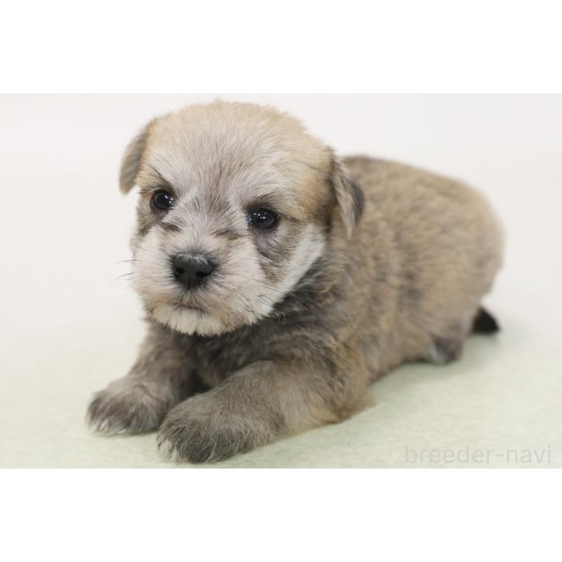 販売中の神奈川県のマルシュナ:マルチーズ×ミニチュアシュナウザー-449059