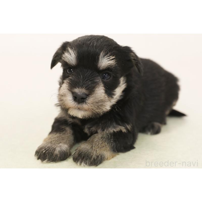 販売中の神奈川県のマルシュナ:マルチーズ×ミニチュアシュナウザー-449064