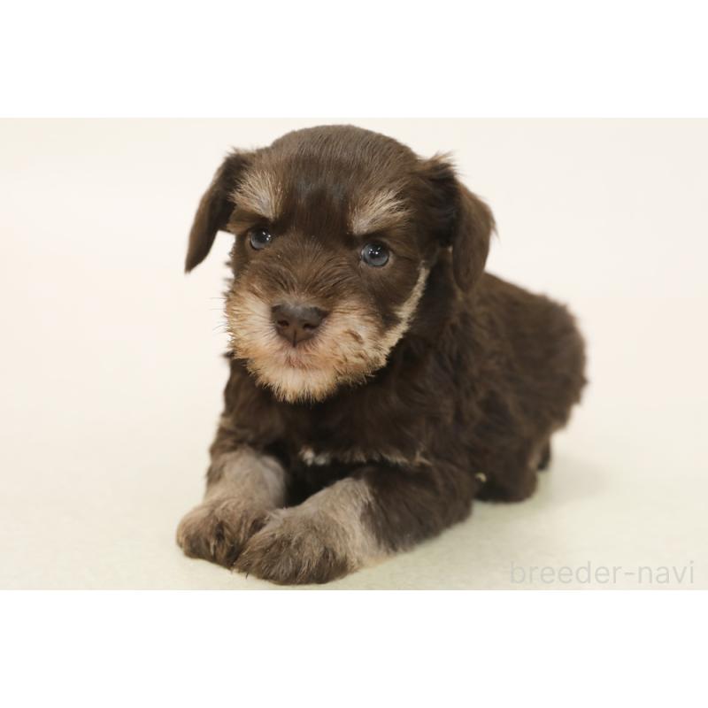 販売中の神奈川県のミニチュアシュナウザー-447483