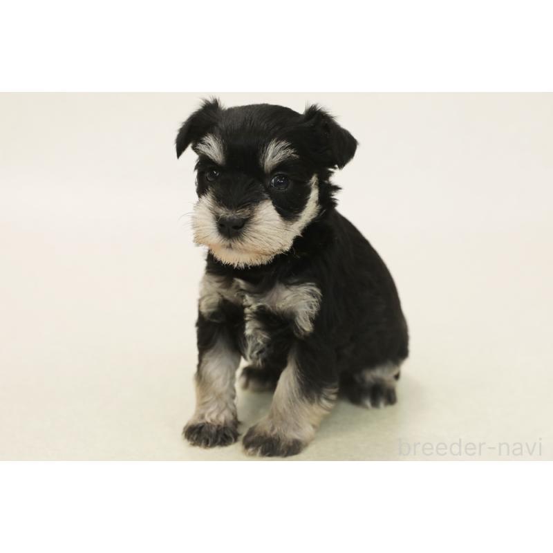 販売中の神奈川県のミニチュアシュナウザー-447484