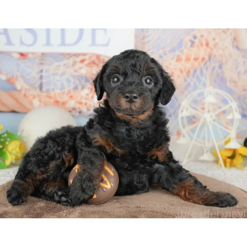 販売中の千葉県のトイプードル-451264の11枚目