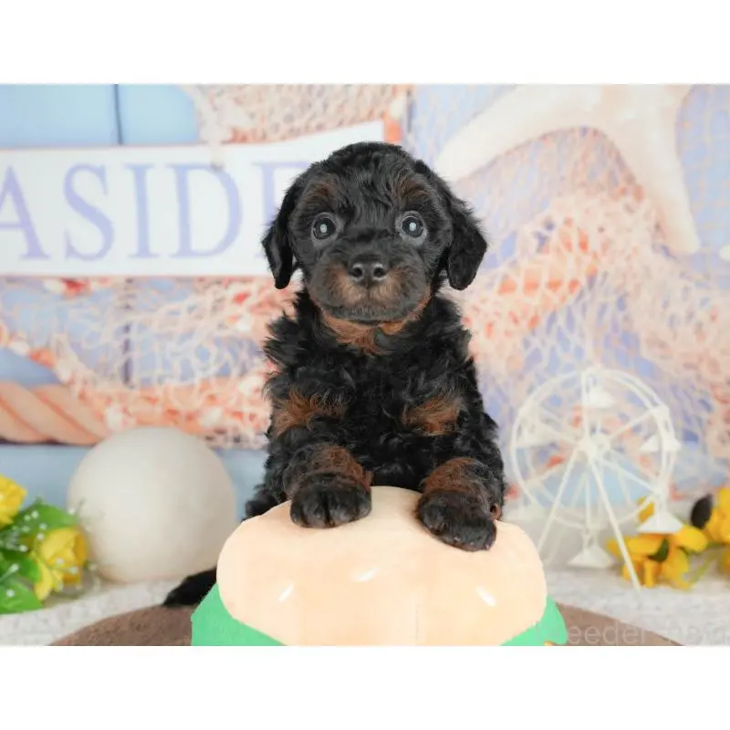 販売中の千葉県のトイプードル-451264の10枚目