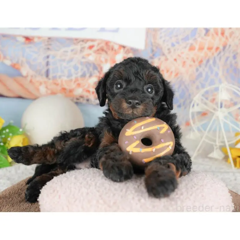 販売中の千葉県のトイプードル-451264の9枚目