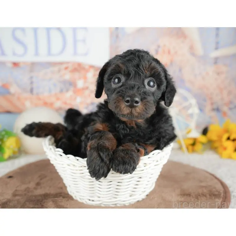 販売中の千葉県のトイプードル-451264の8枚目