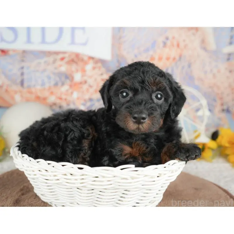 販売中の千葉県のトイプードル-451264の7枚目