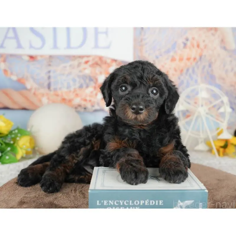 販売中の千葉県のトイプードル-451264の6枚目