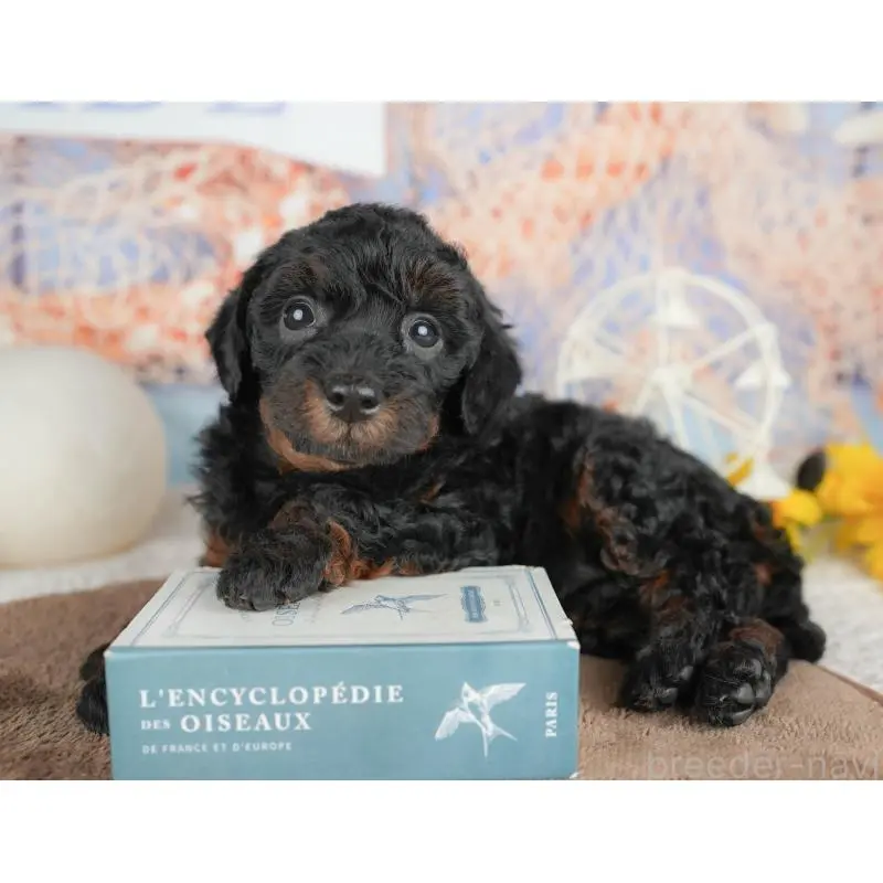 販売中の千葉県のトイプードル-451264の5枚目