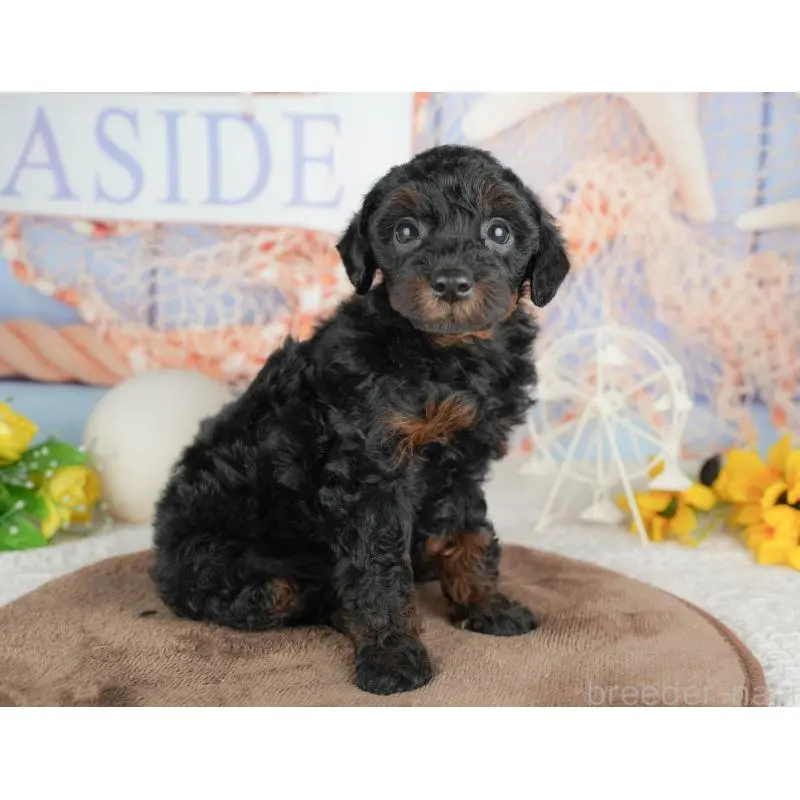 販売中の千葉県のトイプードル-451264の4枚目