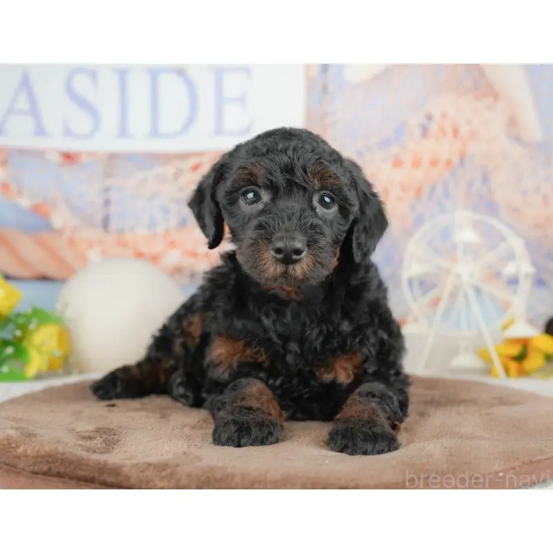 販売中の千葉県のトイプードル-451264の3枚目