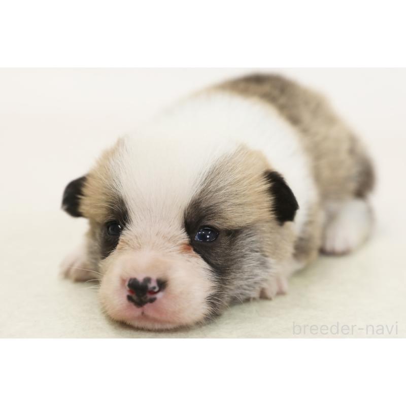 販売中の神奈川県のウェルシュコーギーペンブローク-450389