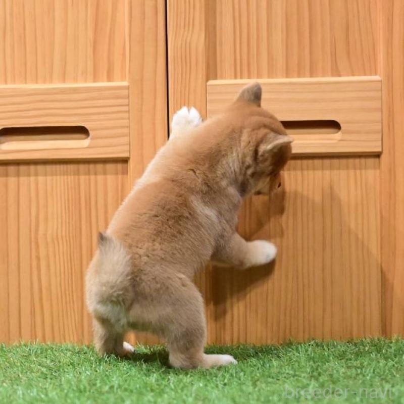 販売中の岡山県の豆柴-441678の3枚目