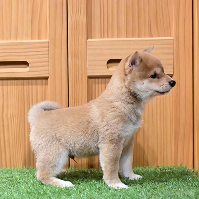 販売中の岡山県の豆柴-441678の4枚目