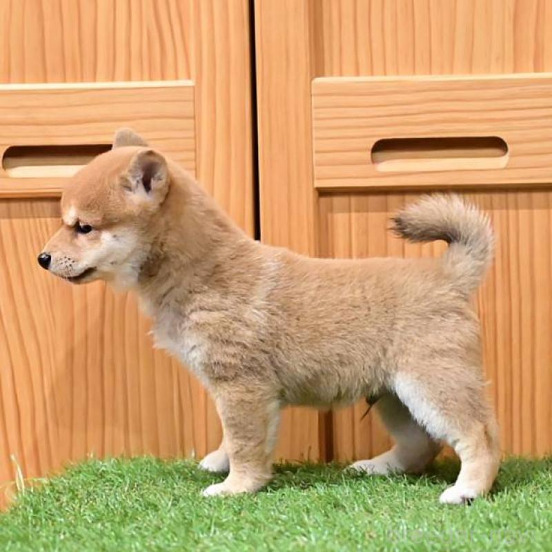 販売中の岡山県の豆柴-441678の2枚目