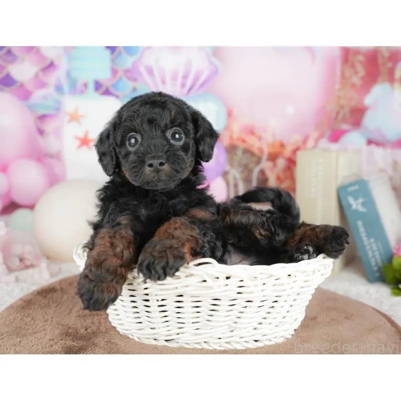 販売中の千葉県のトイプードル-451263の9枚目