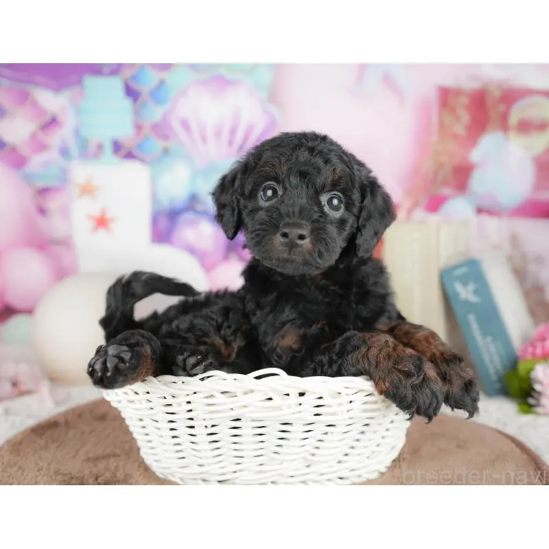 販売中の千葉県のトイプードル-451263の8枚目