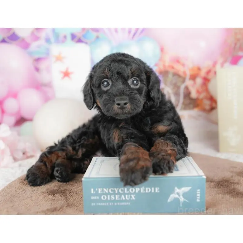 販売中の千葉県のトイプードル-451263の7枚目