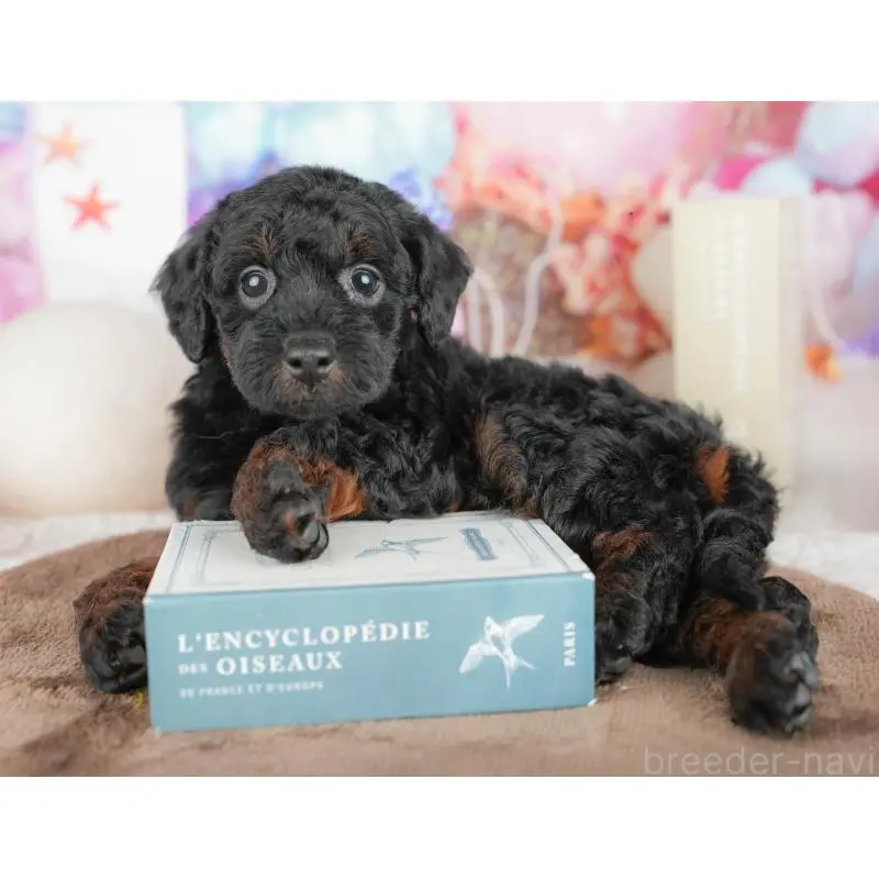 販売中の千葉県のトイプードル-451263の6枚目