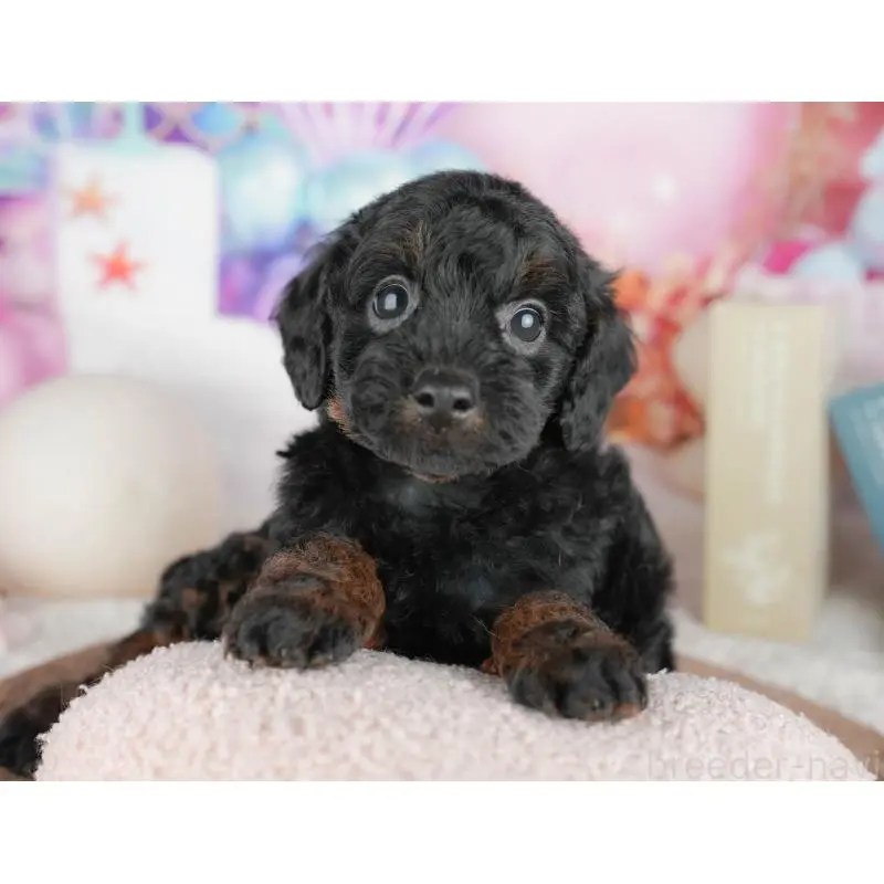 販売中の千葉県のトイプードル-451263の5枚目