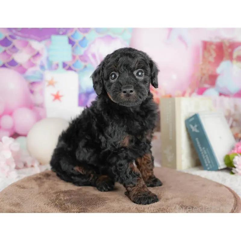 販売中の千葉県のトイプードル-451263の4枚目