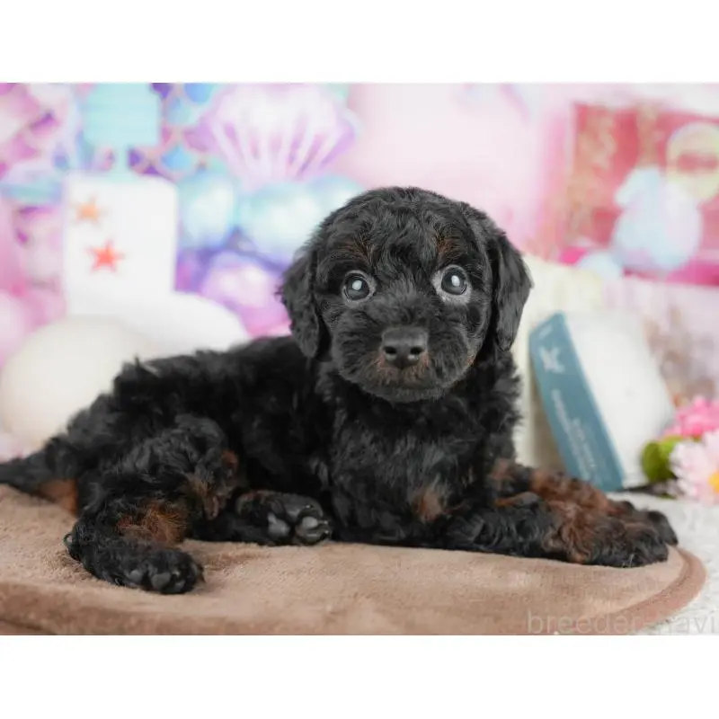 販売中の千葉県のトイプードル-451263の3枚目