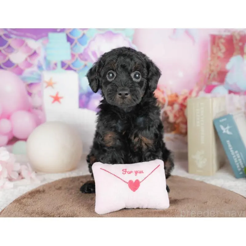 販売中の千葉県のトイプードル-451263の2枚目